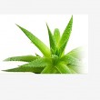 Kosmetisches Gel mit Aloe Vera 10ml.