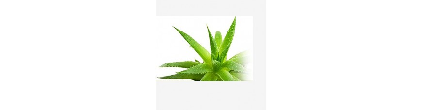 Aloe-vera-Gel für deinen Glitte