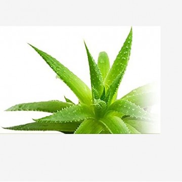 Gel d'aloe vera pour paillettes